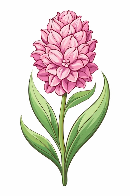 beautiful colorful illustration of hyacinth flower