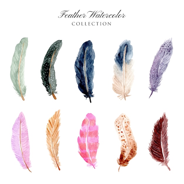 beautiful feather watercolor collection