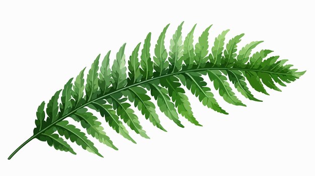 Vector beautiful fern watercolor illustration isolated on white background