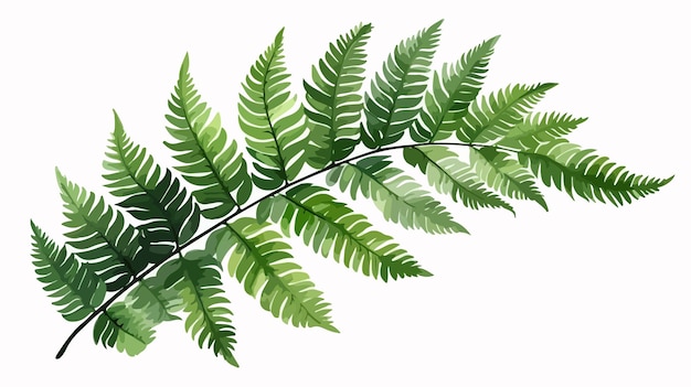 Beautiful Fern Watercolor Illustration Isolated on White Background