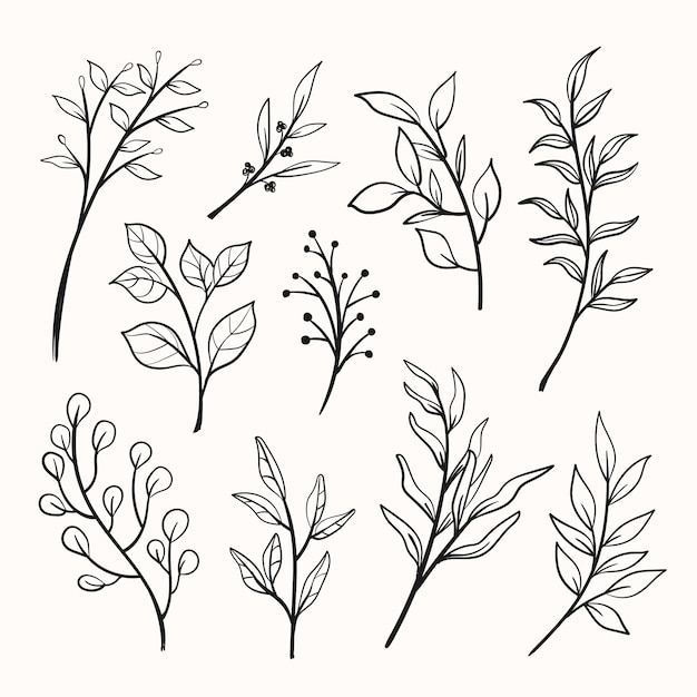 beautiful floral or foliage handdrawn line sketch