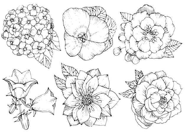 Beautiful floral set various flowers Black and white