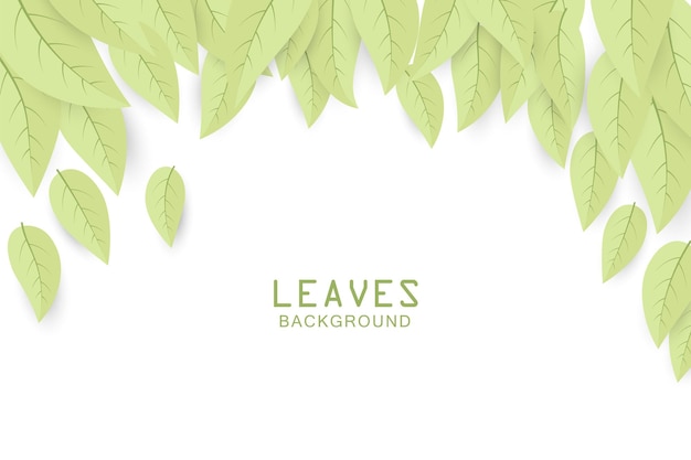 Beautiful green leaves on white background