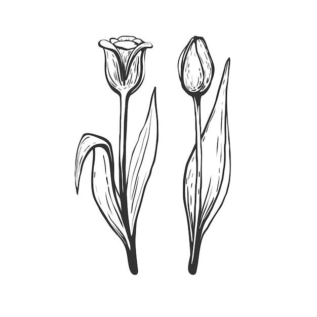 Beautiful hand drawn tulips on white background Vector floral illustration with two tulips