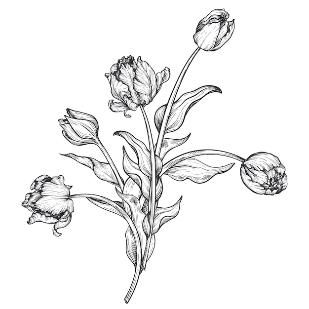 Beautiful hand drawn vector composition with tulip flowers