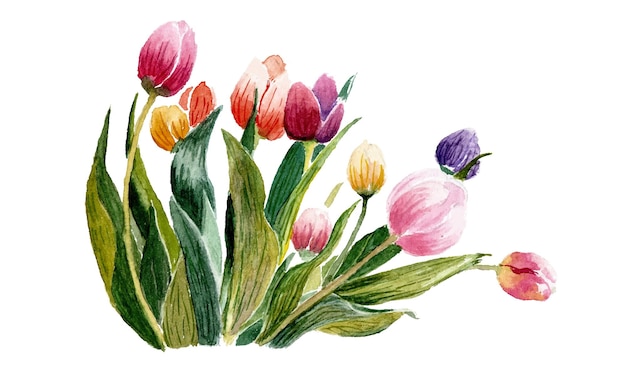 beautiful hand drawn watercolor tulip flowers set on Isolated white background