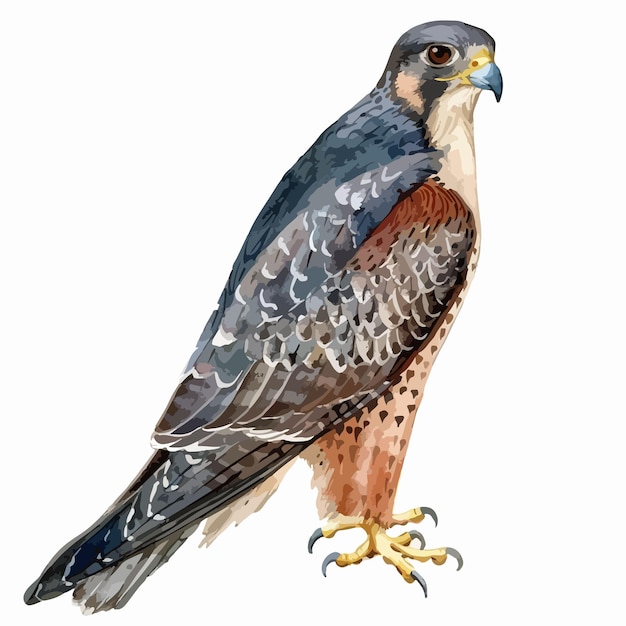 Vector beautiful handdrawn watercolor falcon floral illustration