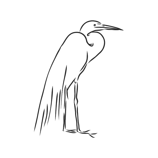 Beautiful heron wild wading bird vector sketch illustration