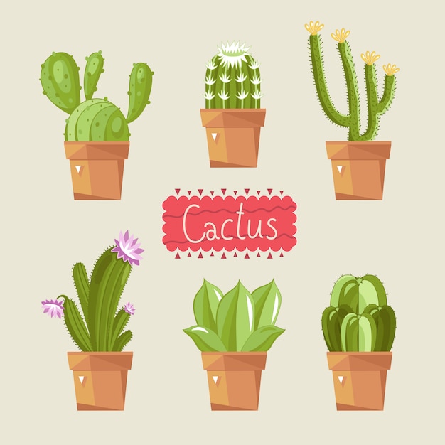 Beautiful house cactus pack.