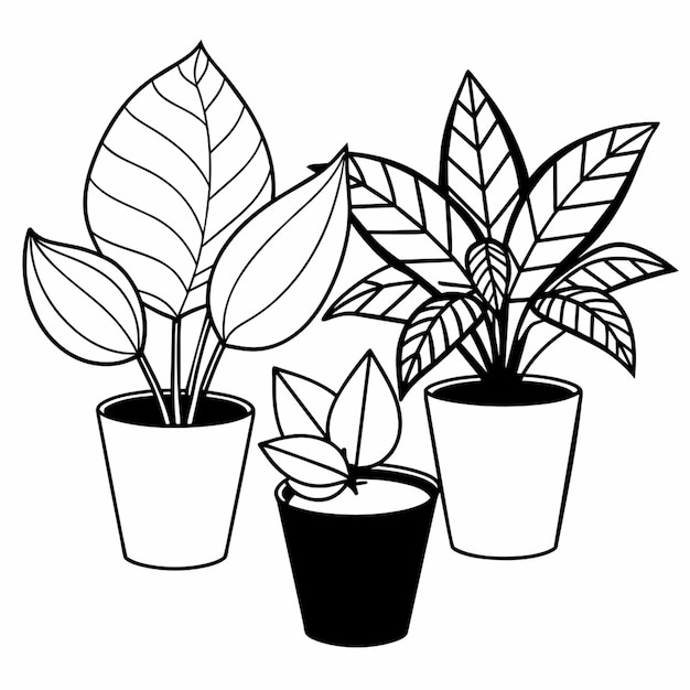 beautiful houseplants in pots vector illustration line art