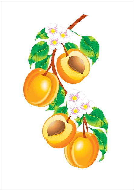 Beautiful illustration of a sprig of apricots isolated