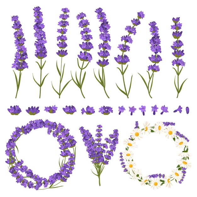 Beautiful lavender flowers icons set