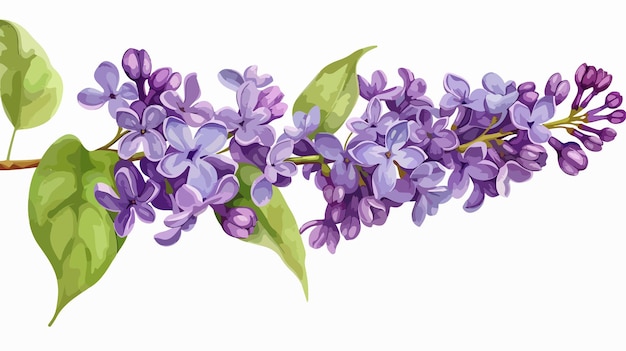 Beautiful Lilac Flower Clipart Vector Illustration