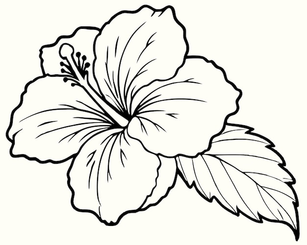 Vector beautiful line art hibiscus flower illustration on white ideal for floral designs