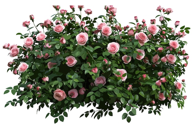 Beautiful lush bush of pink roses with green leaves