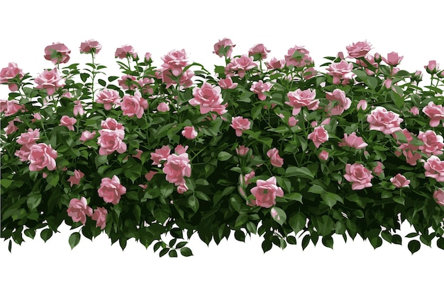 Vector beautiful lush bush of pink roses with green leaves