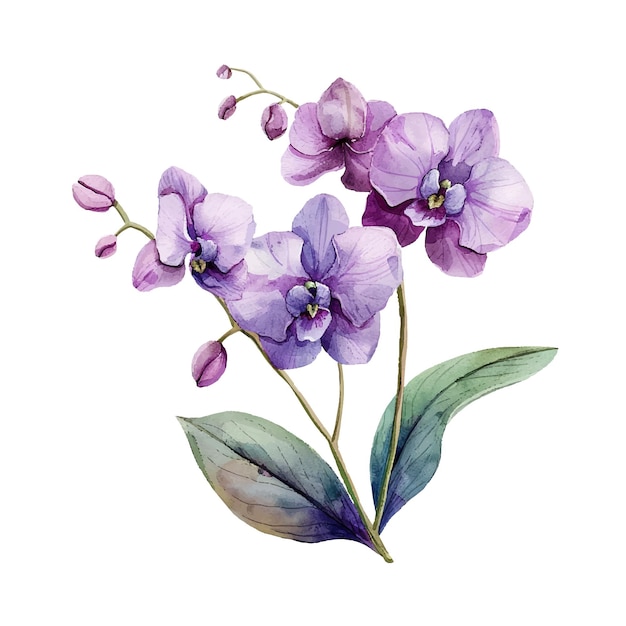 beautiful orchid flower vector illustration in watercolour style