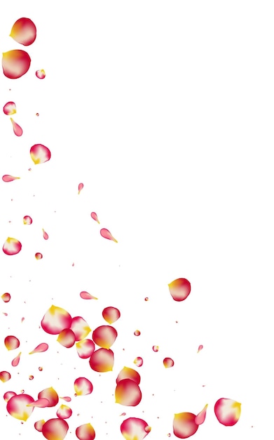 Beautiful Petal Beauty Vector White Background