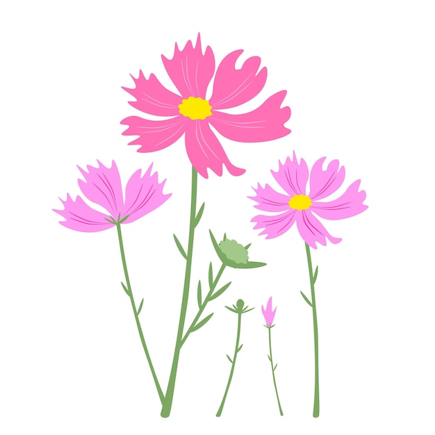 Beautiful Pink Cosmos Flowers on White Background