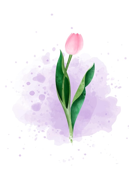 Beautiful pink tulip flower with brunch in watercolors style on purple and white background