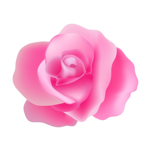 Beautiful rose illustration isolated on the white background