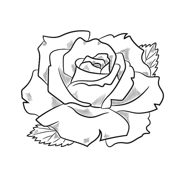 Beautiful rose sketch