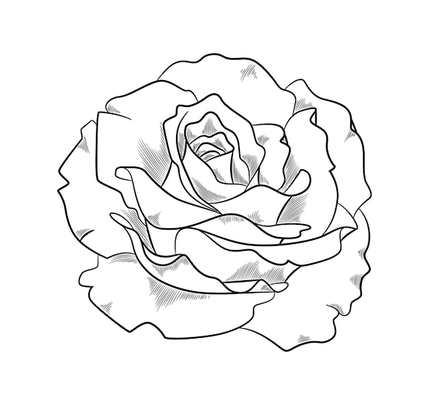 Beautiful rose sketch