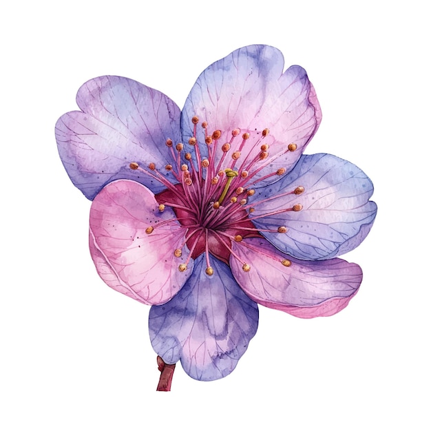 beautiful sakura flower vector illustration in watercolour style