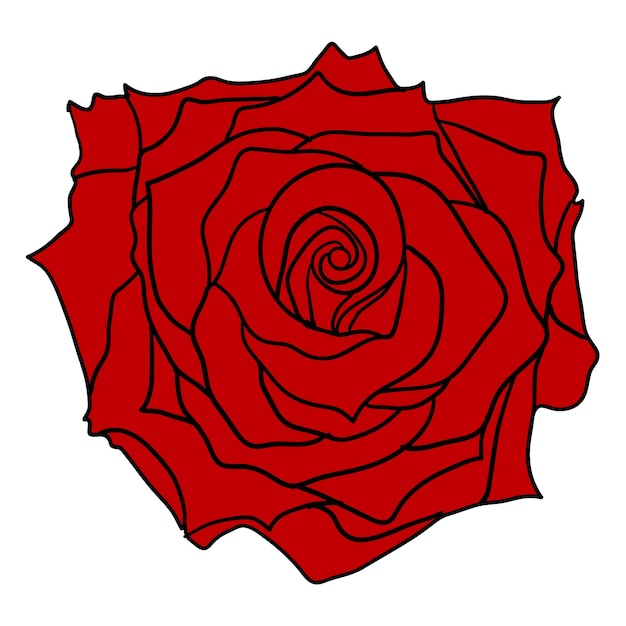 Beautiful sketch red of a rose flower on a white background