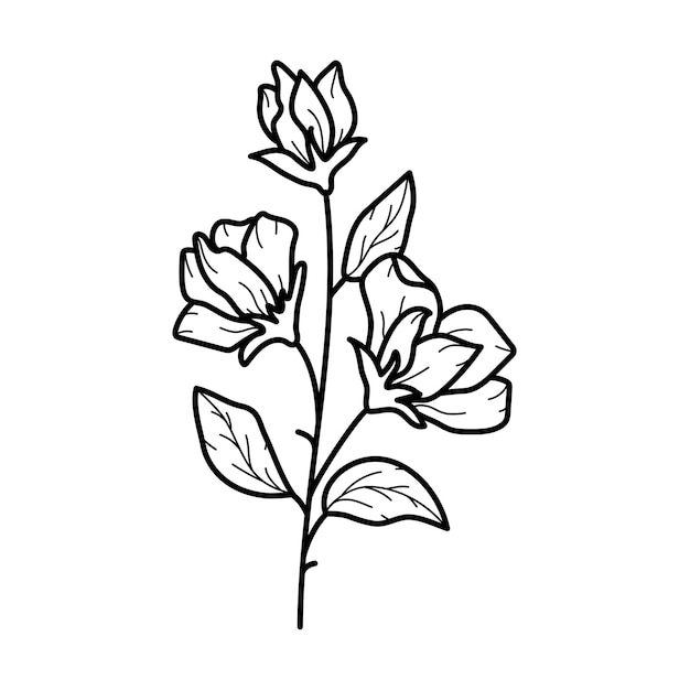 Beautiful sweet pea flower with leaves line art plant branch Vector botanical illustration