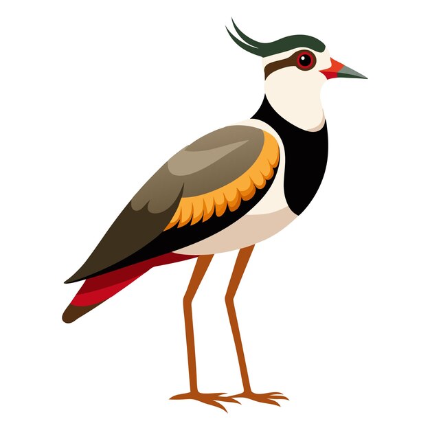 Vector beautiful vector lapwing bird