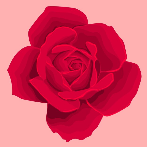 beautiful vector rose illustration