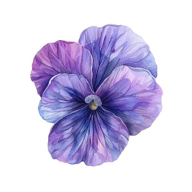 beautiful violet flower vector illustration in watercolour style