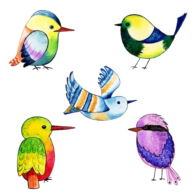 Beautiful Watercolor Exotic Bird Collection