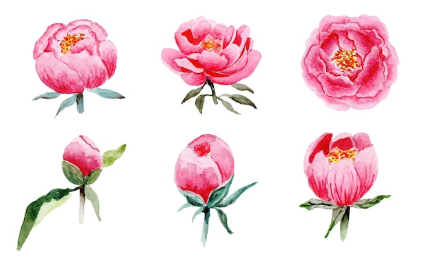 beautiful watercolor pink peony flowers set on Isolated white background