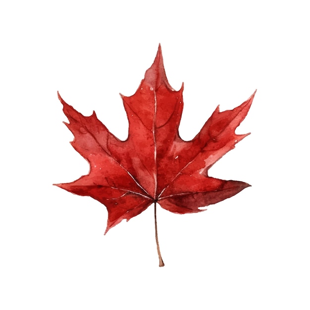 Beautiful watercolor red maple leaf Canada day white background