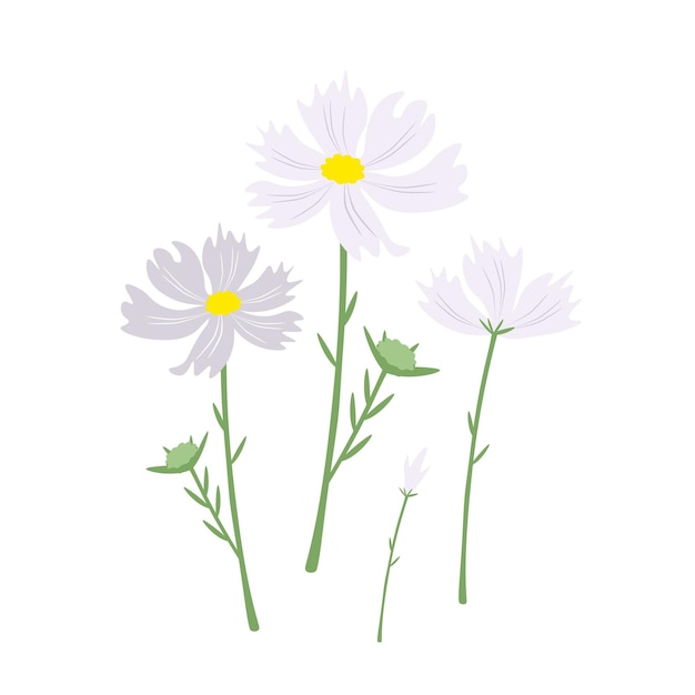 Vector beautiful white cosmos flowers on white background