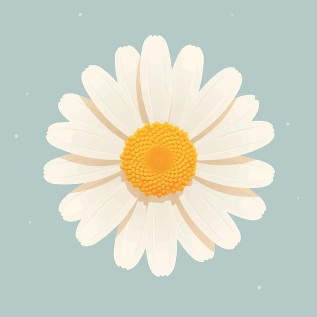 Beautiful white daisy illustration