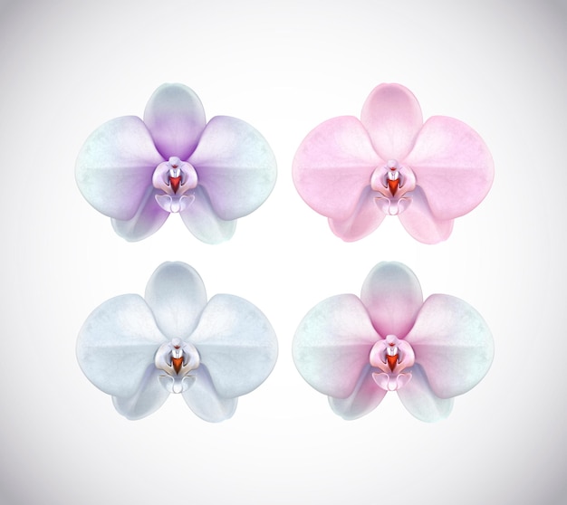 Beautiful white pink purple and blue Orchid set flower closeup isolated on background Collection