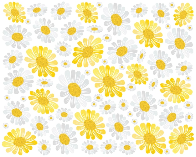 Beautiful Yellow and White Cosmos Flowers Background