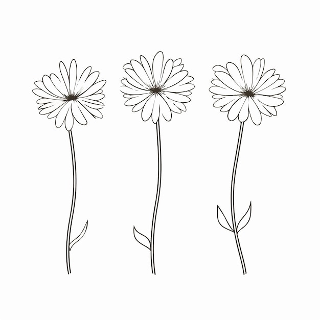 Beautifully crafted daisy vector artwork