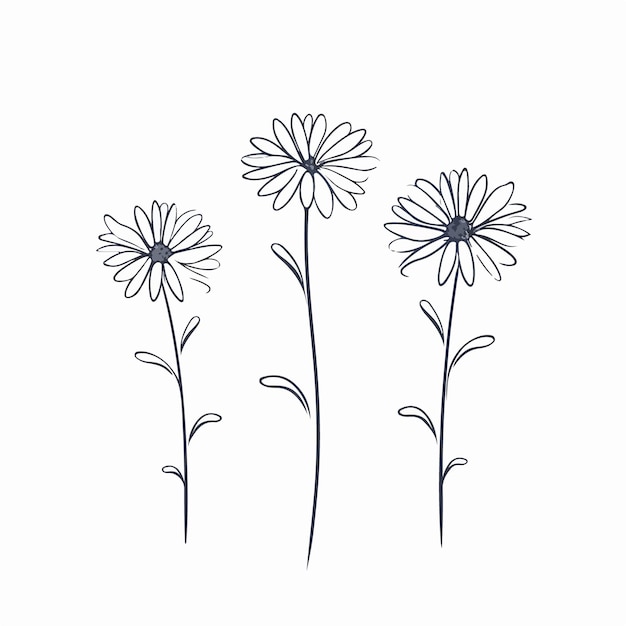 Beautifully detailed vector illustration of a daisy blossom