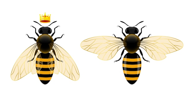 Bee with open wings top view and queen bee vector illustration