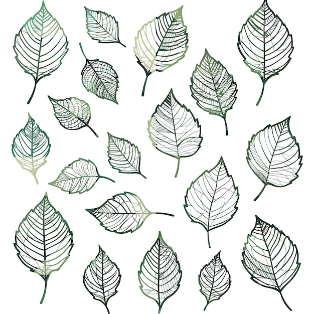 Beech Leaf flat vector linea set illustration high quality