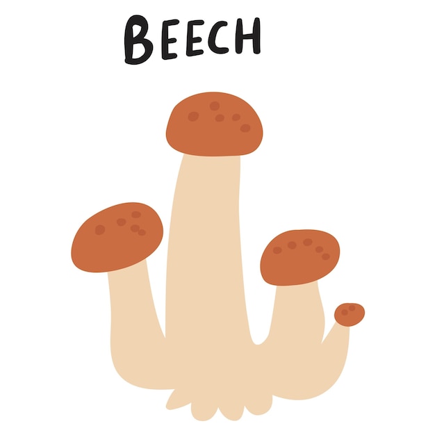 Beech mushroom. Hand drawn flat vector illustration on white background.