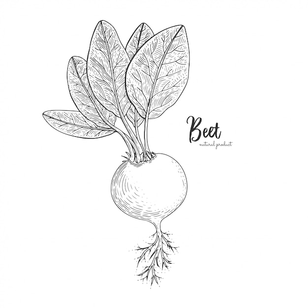 Beet hand drawn illustration. Isolated vegetable engraved style object. Detailed vegetarian food drawing.