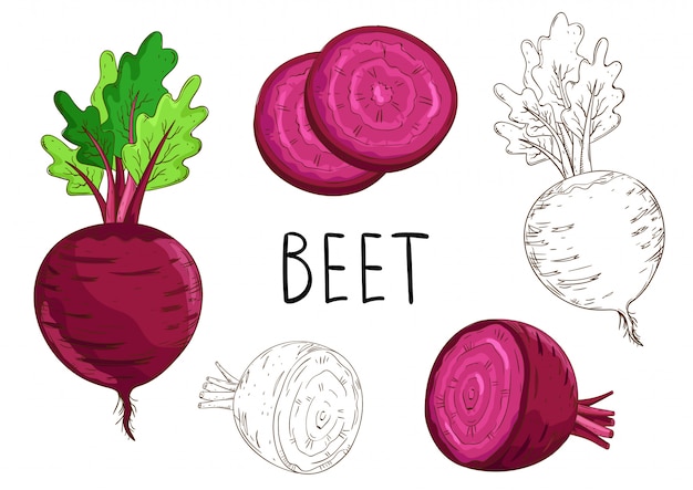 Beet isolated on white background