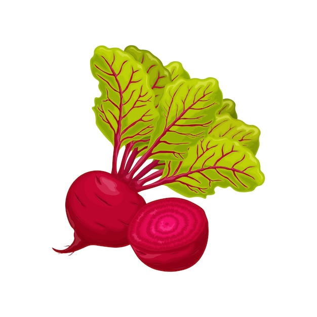 Beet Red ripe beets Ripe organic vegetable from the garden Farm product Sugar beet vector illustration isolated on a white background