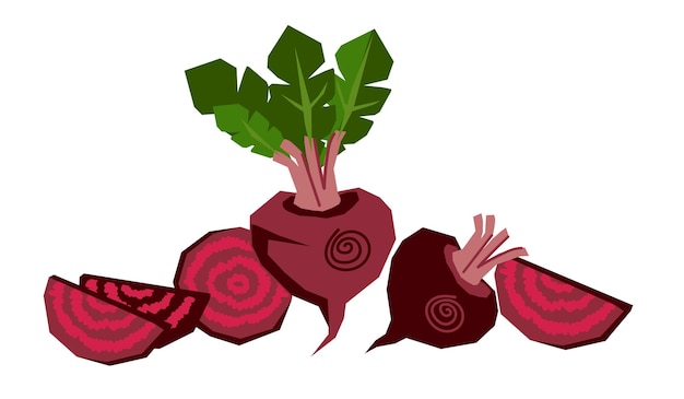 Beet whole root and cut slices composition in hand drawn style flat vector