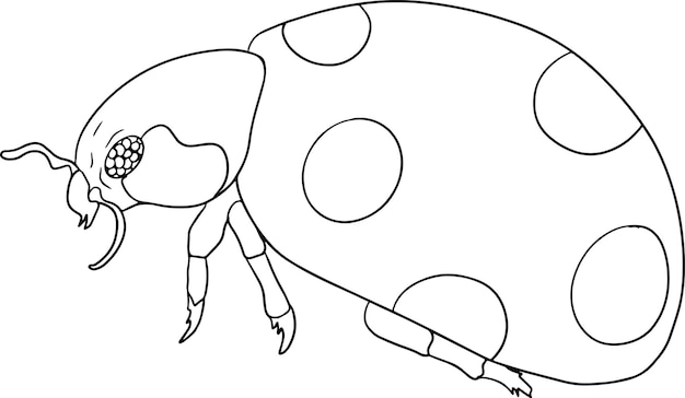 Beetles coloring pages. Detailed illustration bugs. Vector, hand drawn illustration.